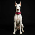 Load image into Gallery viewer, The ''Spine'' collar
