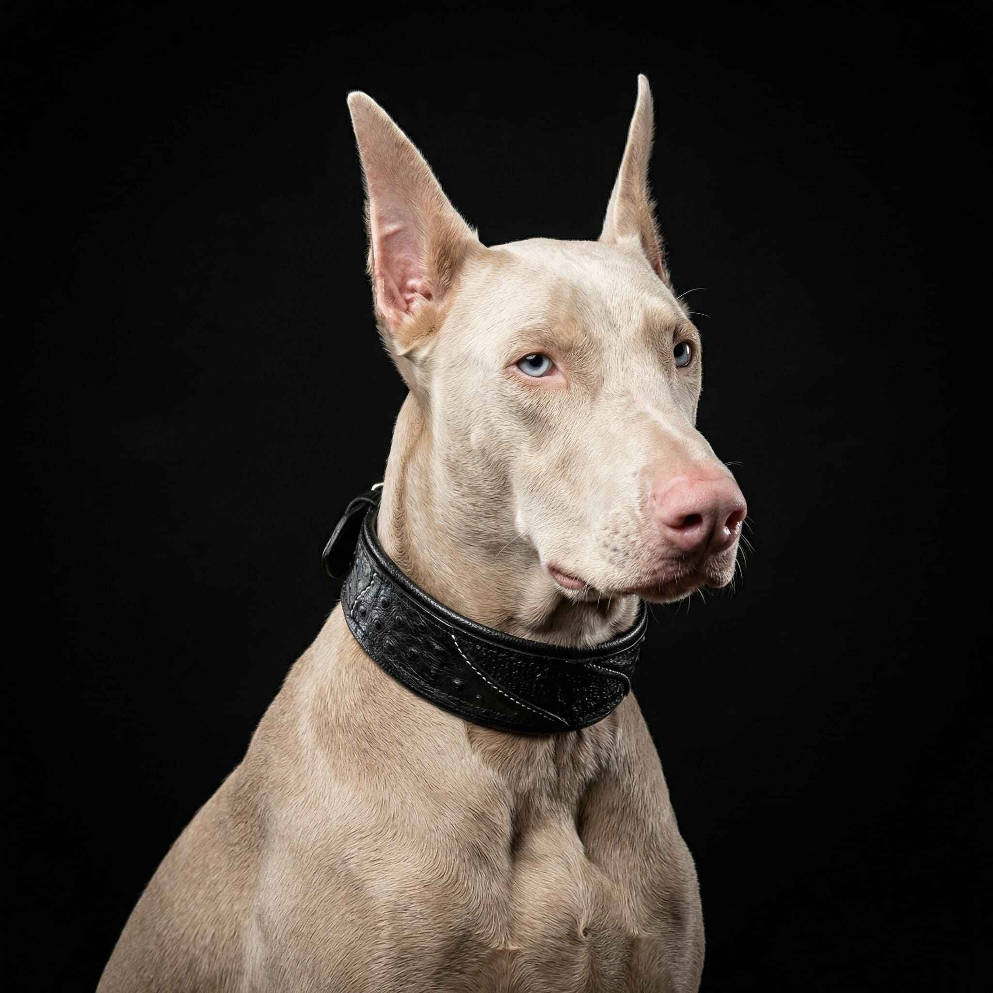 The "Korona" collar BLACK EDITION