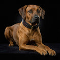 Load image into Gallery viewer, The ''Cobra'' collar
