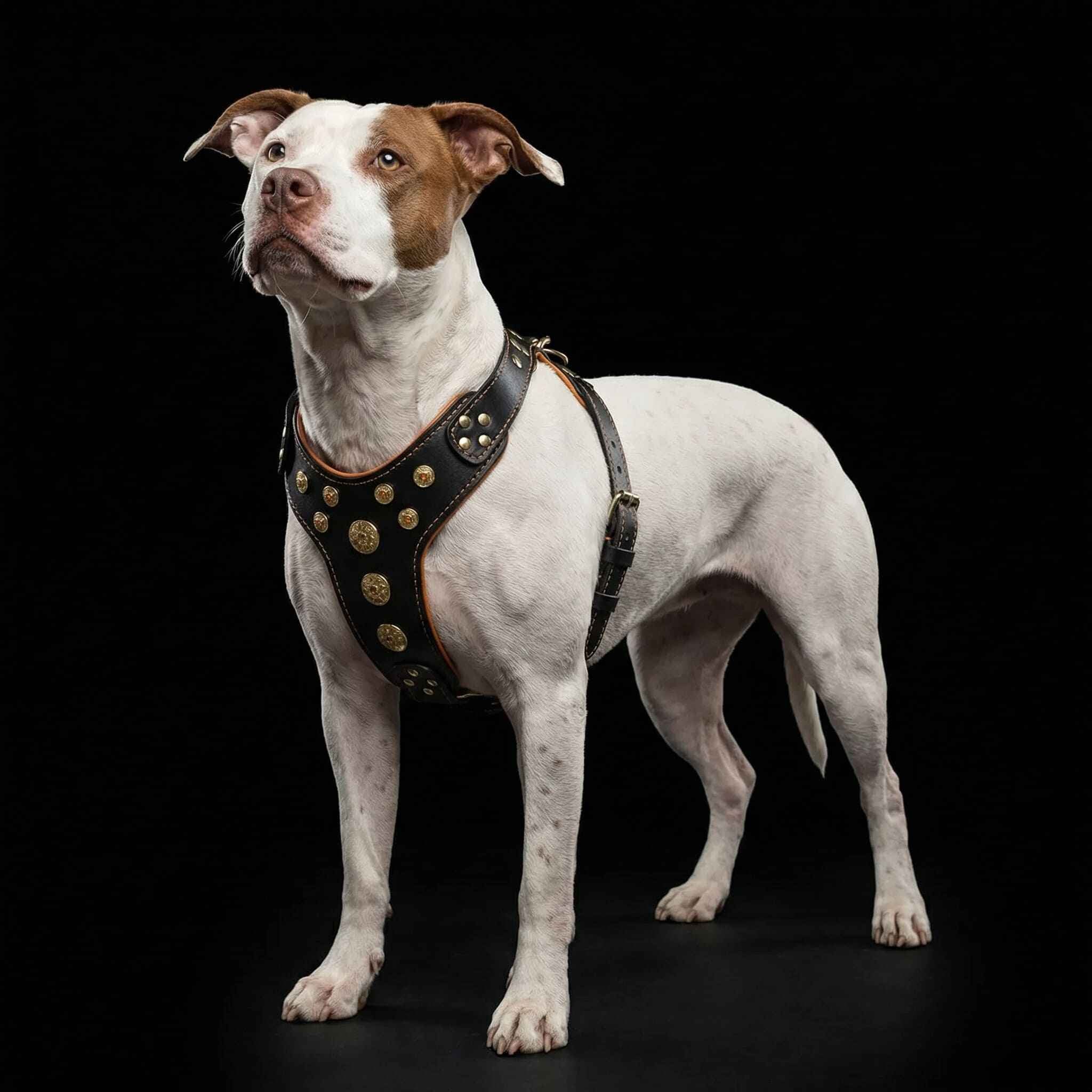 'Bijou'' harness Black & Orange for big dogs