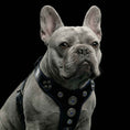 Load image into Gallery viewer, The ''Bijou'' harness Black & Blue Small to Medium Size
