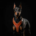 Load image into Gallery viewer, The ''Style'' harness Brown
