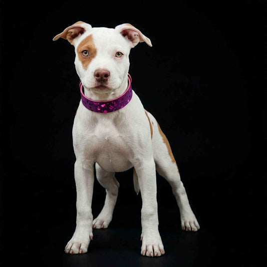The "Viola Drops" puppy collar