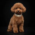 Load image into Gallery viewer, The "Balthazar" puppy collar
