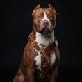 Load image into Gallery viewer, The "Hermes" leather harness - Large and Giant Breeds
