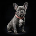 Load image into Gallery viewer, The ''Nostalgia Rose'' puppy collar

