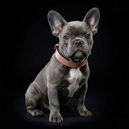 The ''Nostalgia Rose'' puppy collar