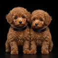 Load image into Gallery viewer, The ''Taurus'' puppy collar
