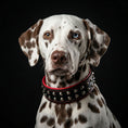 Load image into Gallery viewer, "Boston" collar
