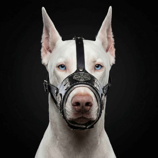 The "Hektor" muzzle by Bestia Dog Gear