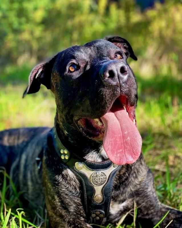 The "Hektor" Dogs and pets harness