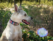 TKC Posey Argyle Beaded Dog Collar