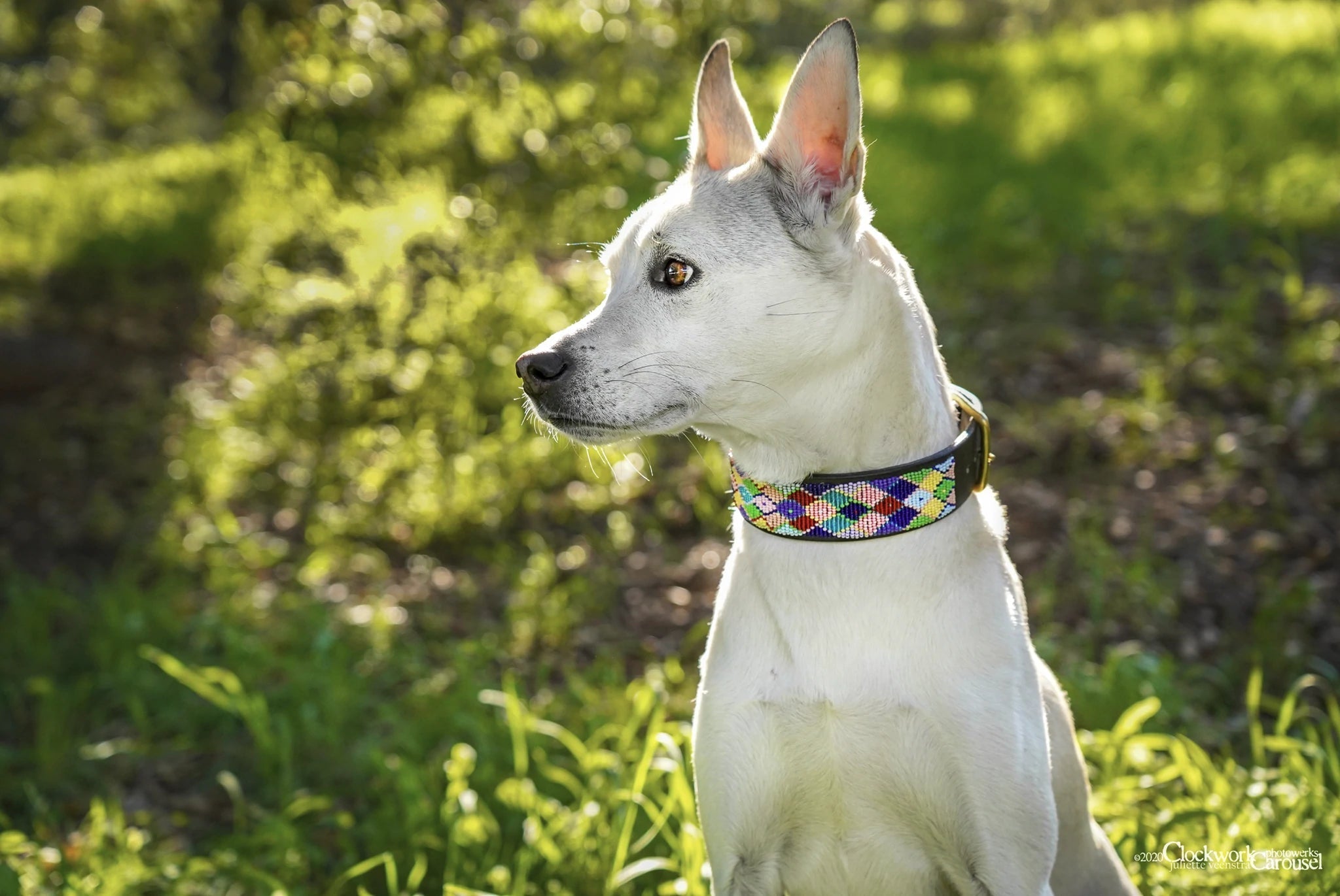 TKC Posey Argyle Beaded Dog Collar