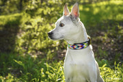 TKC Posey Argyle Beaded Dog Collar
