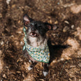 Load image into Gallery viewer, Limoncello Dog Bandana
