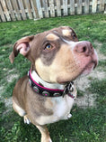 Load image into Gallery viewer, "Bijou" collar black & pink

