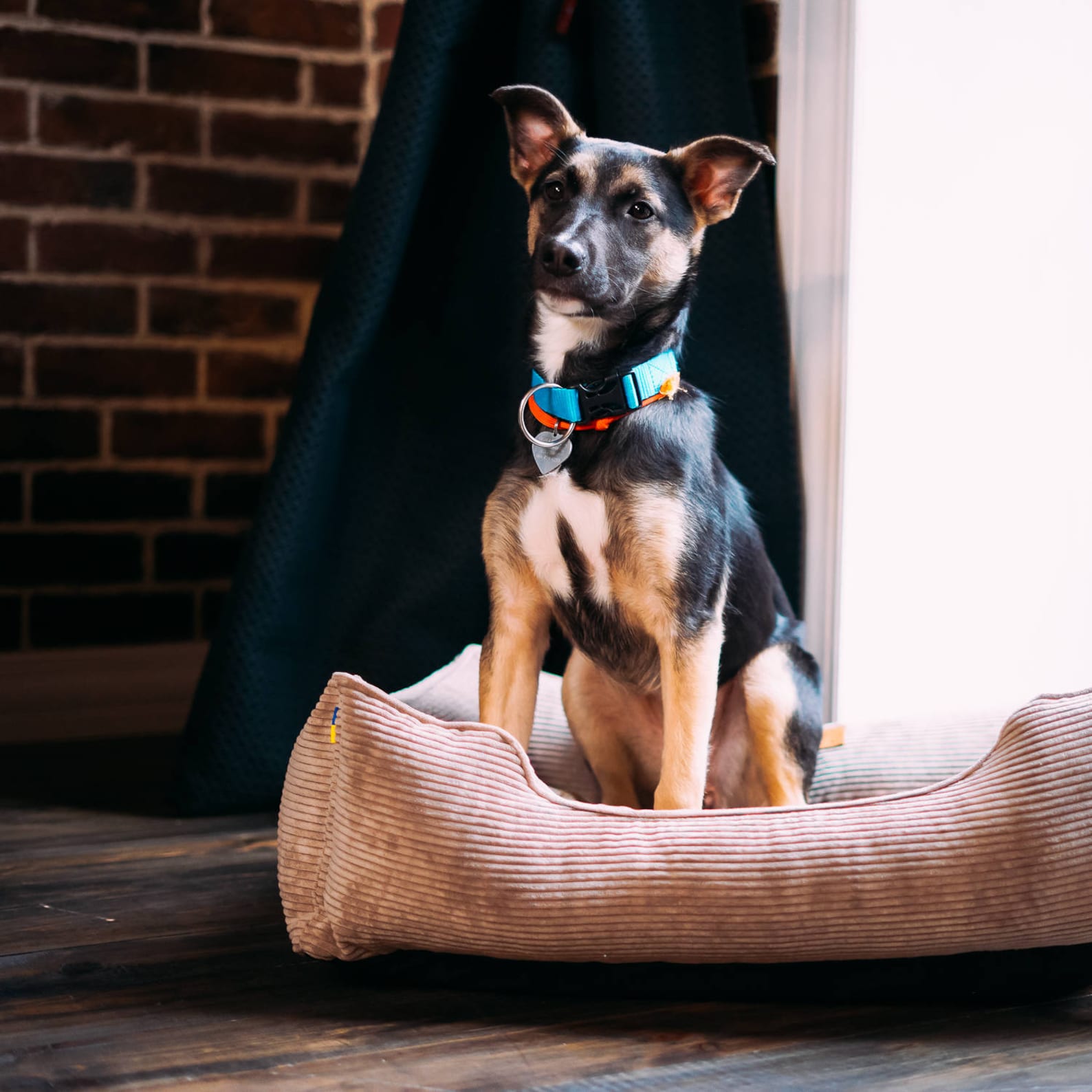 Corduroy Dog Bed Dreamer - Southlake Paws