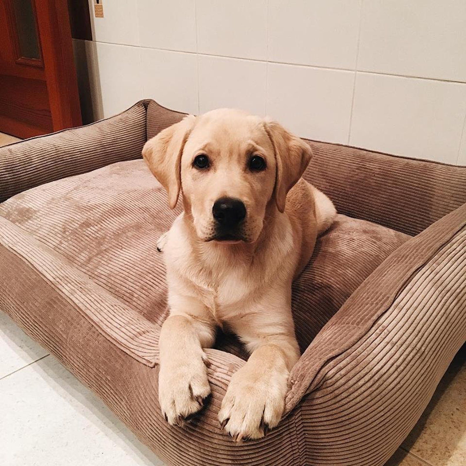 Corduroy Dog Bed Dreamer - Southlake Paws