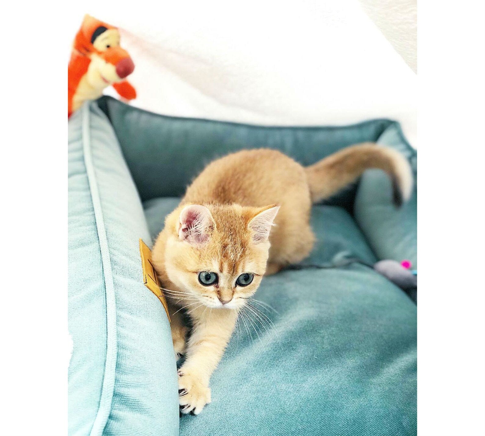 Velvet Cat Bed Dreamer - Southlake Paws