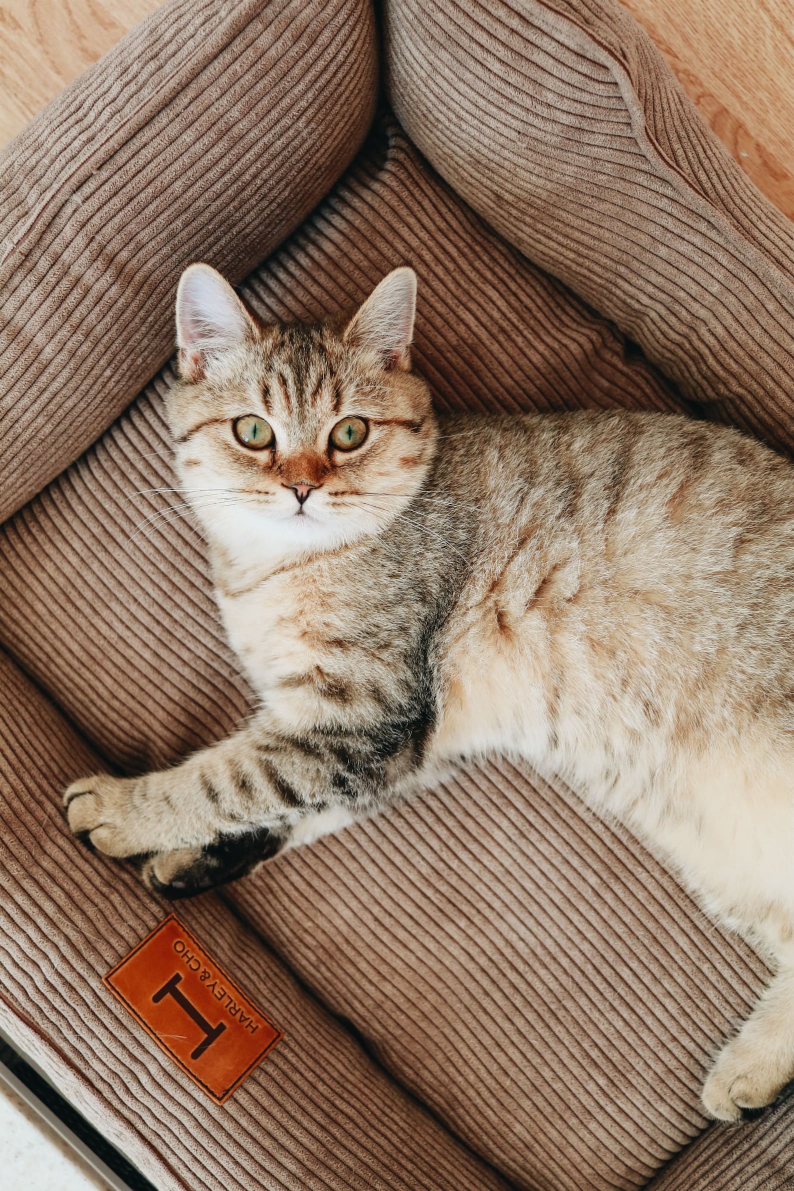 Corduroy Cat Bed Dreamer - Southlake Paws
