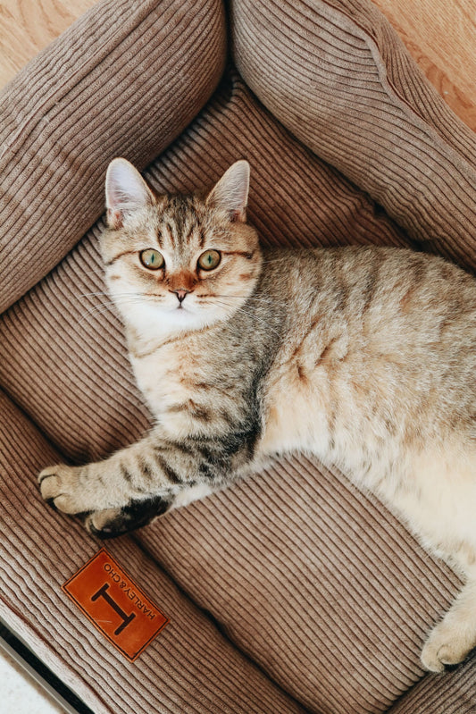 Corduroy Cat Bed Dreamer - Southlake Paws
