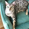 Load image into Gallery viewer, Velvet Cat Bed Dreamer - Southlake Paws
