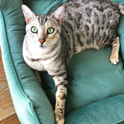 Velvet Cat Bed Dreamer