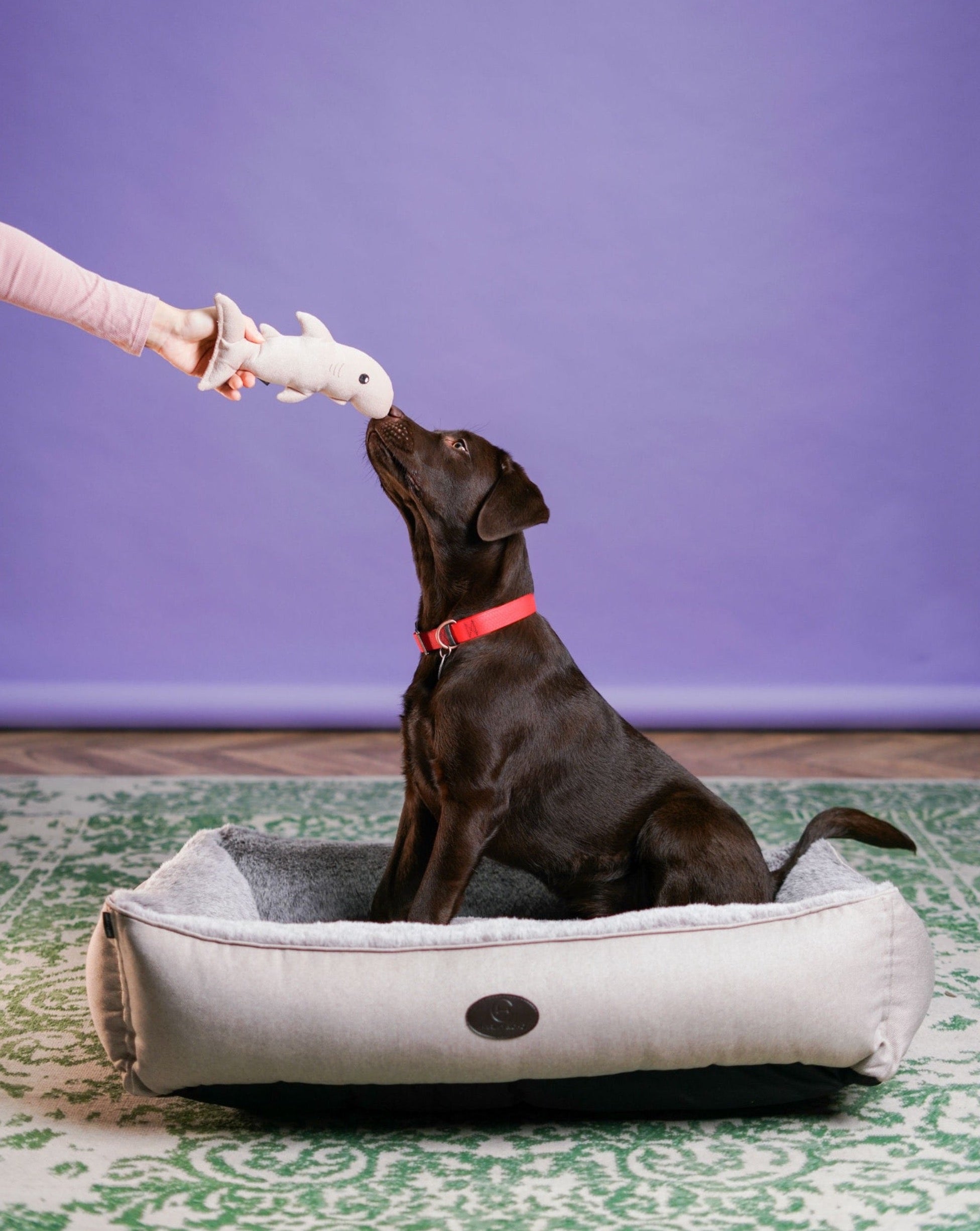 Pet Toy - Shark - Southlake Paws