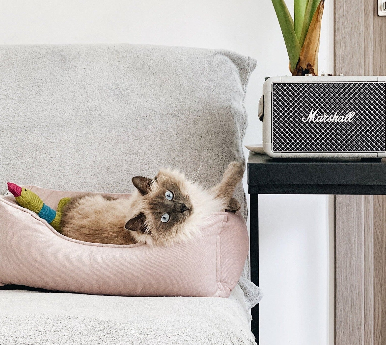 Velvet Cat Bed Dreamer - Southlake Paws