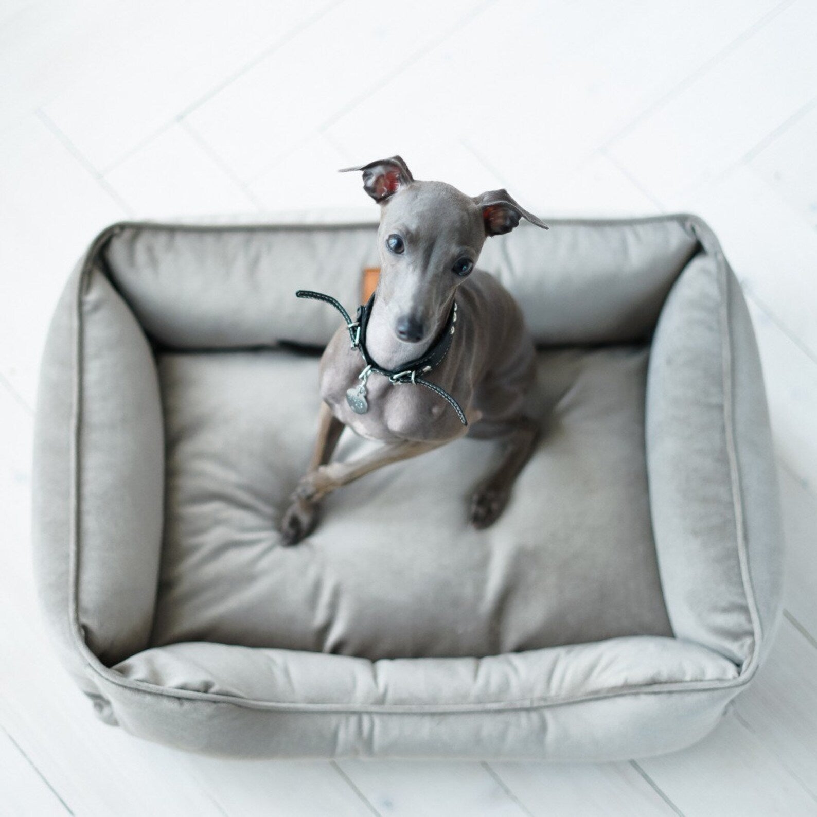 Velvet Dog Bed Dreamer - Southlake Paws