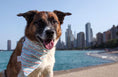 Load image into Gallery viewer, Chicago Flag Bandana
