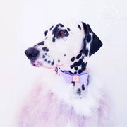 Leather Bow Collar/Lead - Lilac