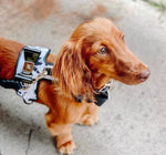 Dog/Cat Harness/Collar/Leash/Waste Bag ~ Girls be Girls Collection - (sold individually)