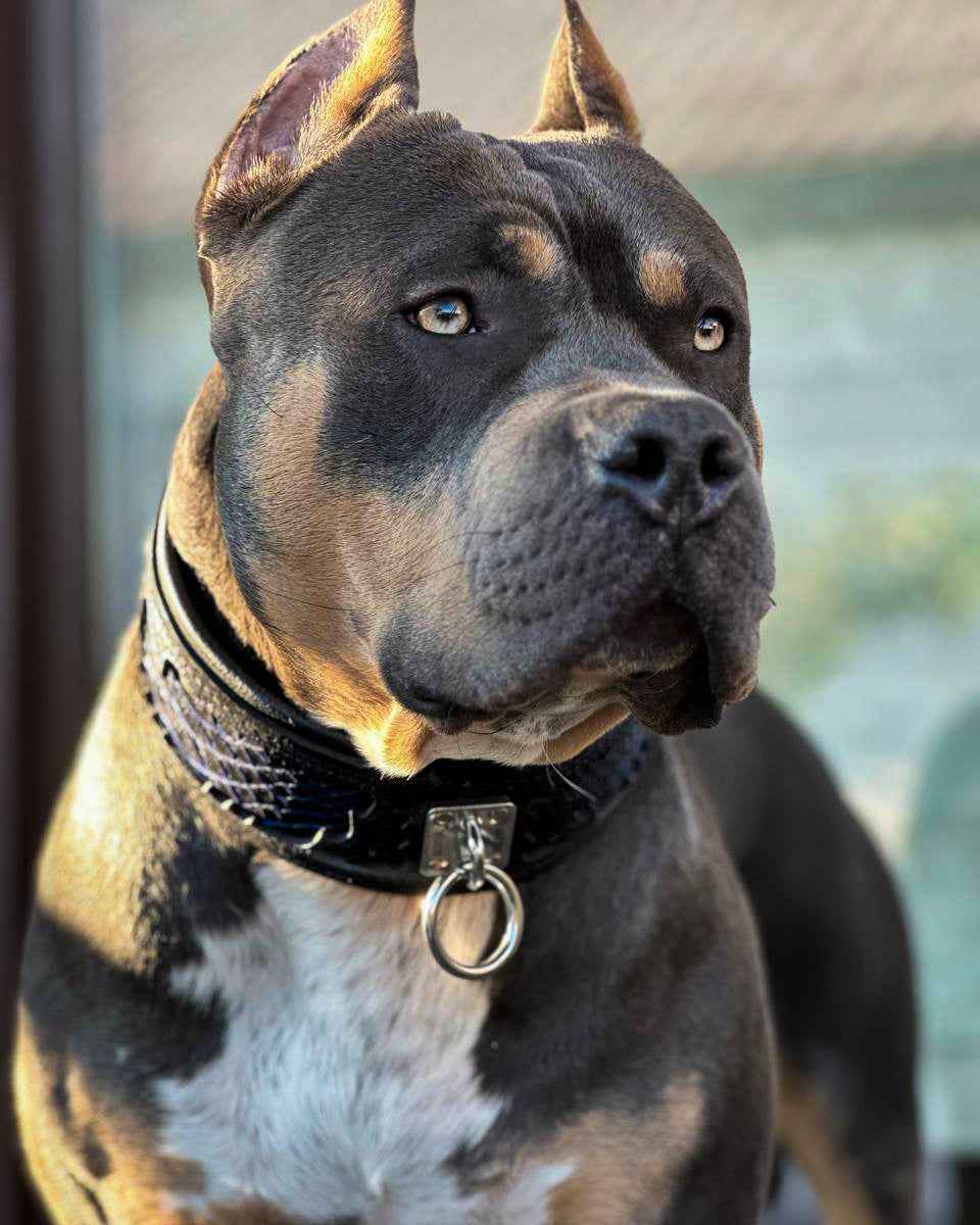 The ''Indigo'' collar