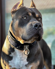 The ''Indigo'' collar 