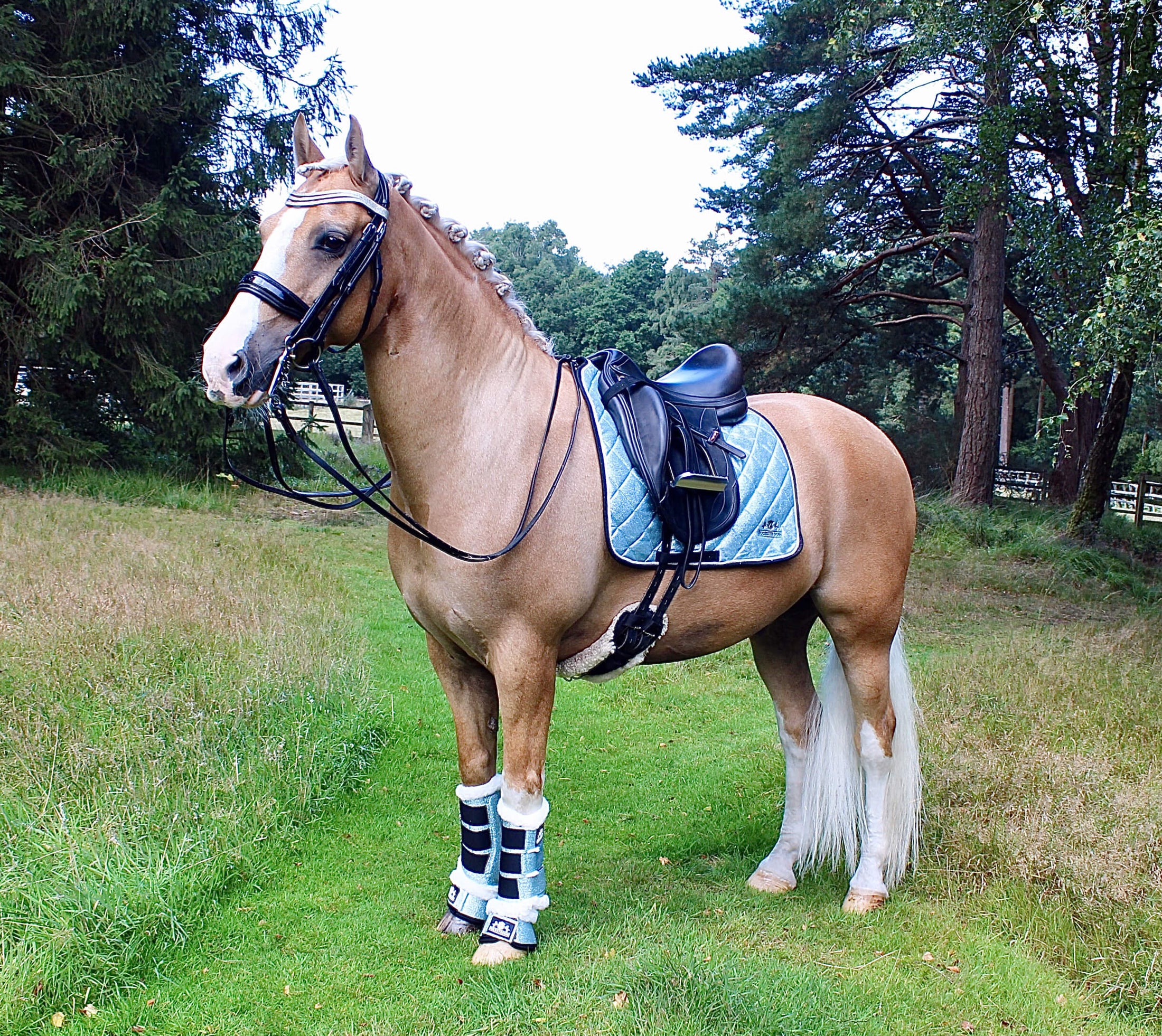 Baby Blue Bell Boots by Southlake Paws on a horse standing in a grassy field, wearing a matching saddle pad and bridle.