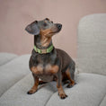 Load image into Gallery viewer, 'Green' - Velvet Dog Collar
