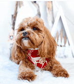 The Prancer Scarf
