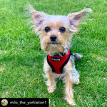 Mr. Peanut's PupTrek Harness and Leash Set,  Small Dog/Cat Soft Mesh Step In Harness Vest