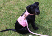 The Peony Dog Harness