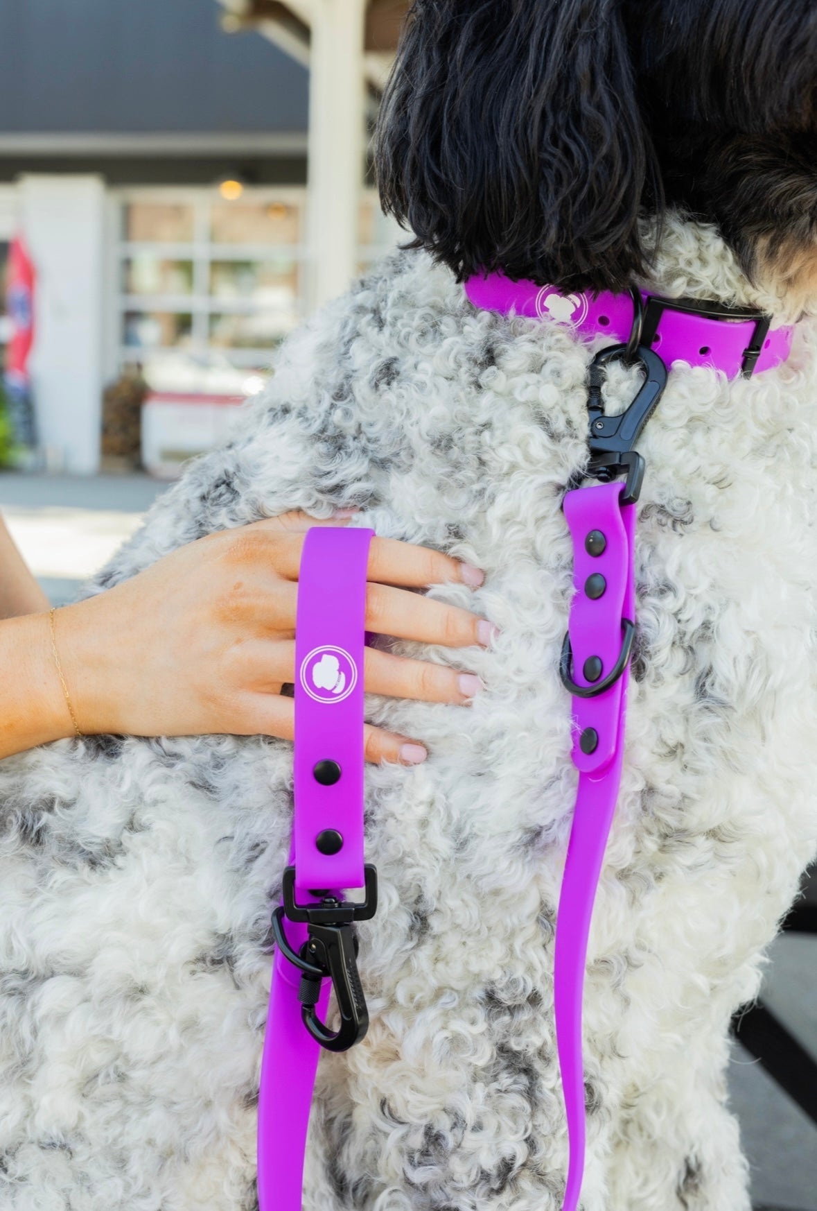 Electric Fuchsia Collar by The Modern Dog Company on a dog, showcasing its weather and odor-resistant features.