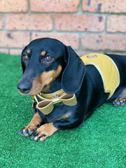 The Champagne Dog Harness