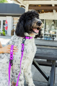 Load image into Gallery viewer, Electric fuchsia dog collar from The Modern Dog Company on a dog, paired with a matching leash. Weather and odor resistant.

