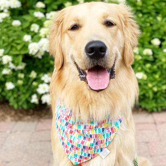 It's My Birthday Bandana