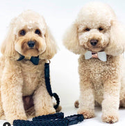 Leather Bow Collar - Snow Drop/ Rose Gold