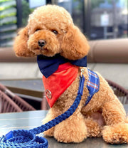The Tommy Dog Harness