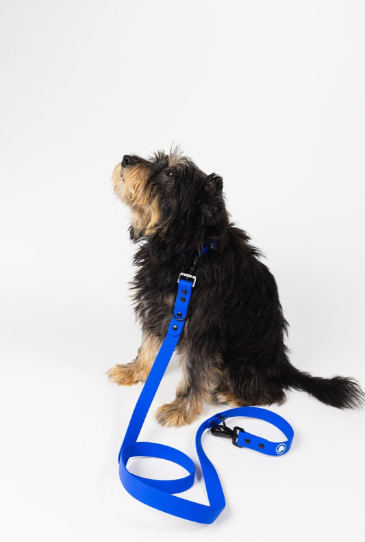 Royal Blue Dog Leash by The Modern Dog Company, weather and odor resistant, shown with a dog sitting and looking up.