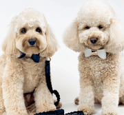 Leather Bow Tie Collar - Midnight