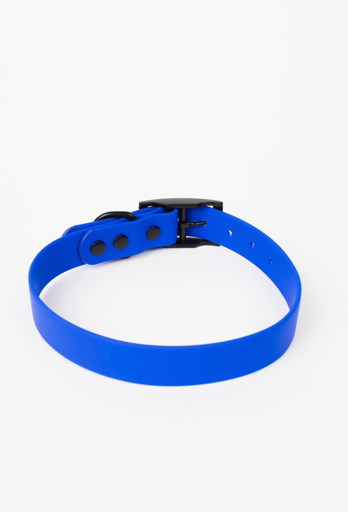 Royal Blue Collar by The Modern Dog Company, made from weather and odor-resistant material, featuring a black buckle.