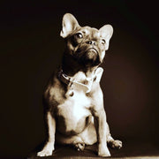 Leather Bow Collar - Snow Drop/ Yellow Gold